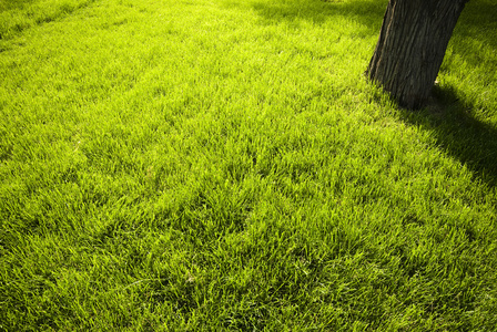 戴手套的园丁在草地上放白肥球施肥植物, 草坪, 树木和花卉.