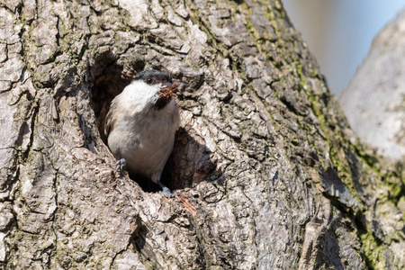 柳树 Poecile 蒙塔努斯 挖掘腐树筑巢洞。小雀形目鸟与黑帽寻找出空心与木屑在喙