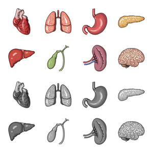 肝胆囊肾脑人体器官集合图标在卡通, 单色风格矢量符号股票插画网站