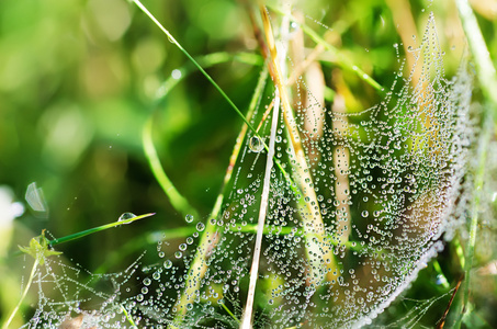 与 web 的植物