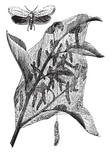 小貂蛾和毛虫网通常伤害树木和灌木, 复古线条画或雕刻插图