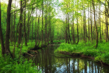 与森林的一条河流的美丽景观.落下的树枝照片