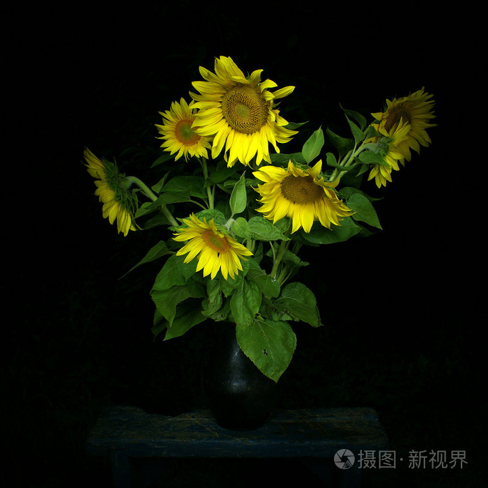 橙色花关闭上向日葵盛开红花和蓝天在黑色背景上的向日葵的明亮的花朵