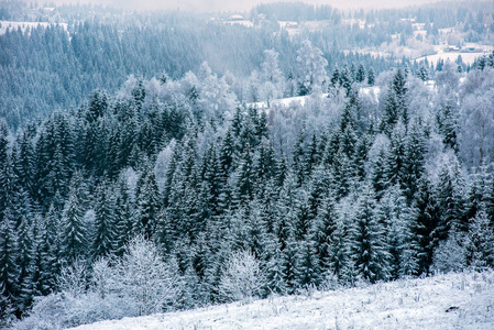 美丽的冬天风景与雪在树