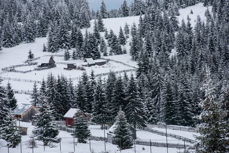 冬季乡村景观雪覆盖的树木和丘陵