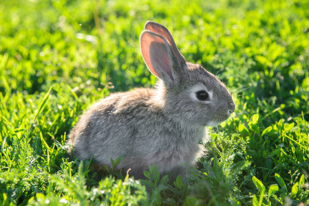 可爱的照片的灰色兔子静静地坐在草地上