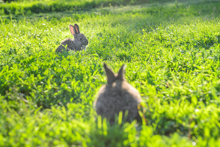 绿草户外两只灰兔的影像。两只灰兔在新鲜的草地上相互移动