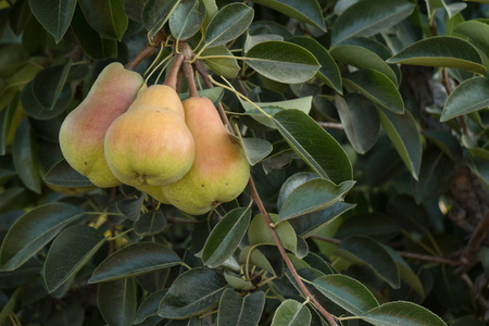 梨农场加利福尼亚的一个农场上, 成熟的梨生长在树上.照片