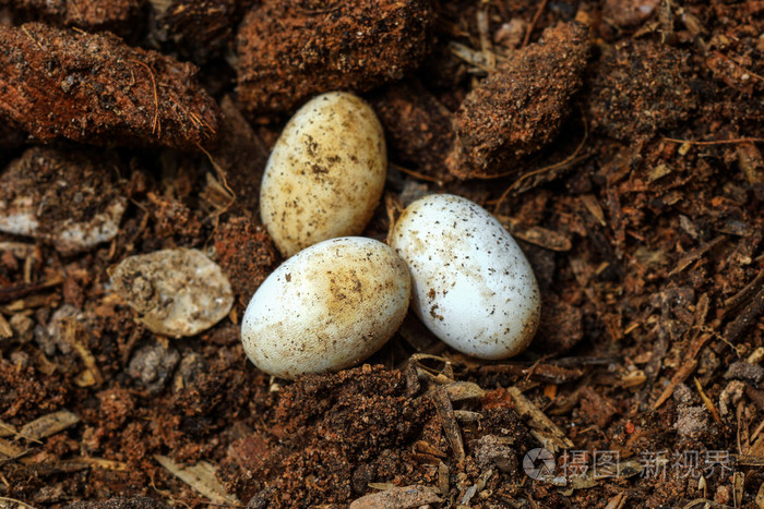 地面上的眼镜蛇蛋