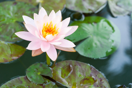 在池塘里美丽的粉红色莲花花