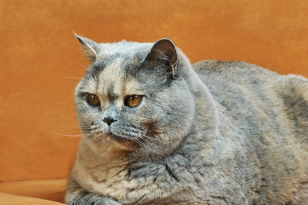 英国短毛猫用铜眼睛照片