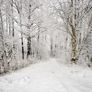 在树上的白霜的冬季残景