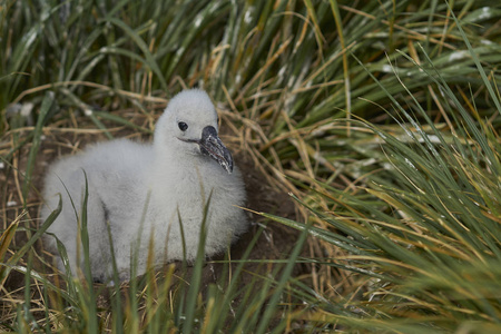 眉信天翁 Thalassarche melanophrys 的小鸡, 坐在福克兰群岛西角岛悬崖上的鸟巢上。