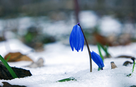 雪莲从雪地上走起来