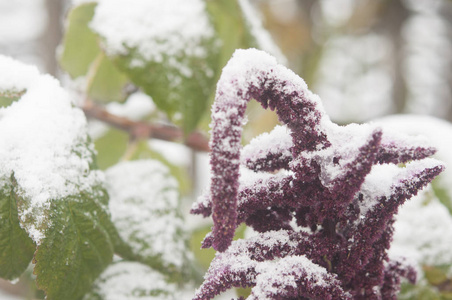 秋天盛开的花朵覆盖着积雪。冰冻的花朵覆盖着霜冻