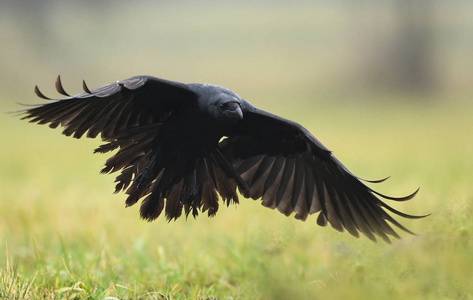 在自然栖息地关闭黑乌鸦的视线