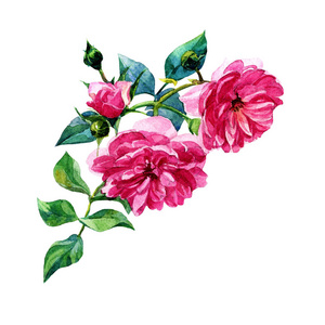 盛开的灌木玫瑰画在水彩。在白色背景下隔离的植物学插图