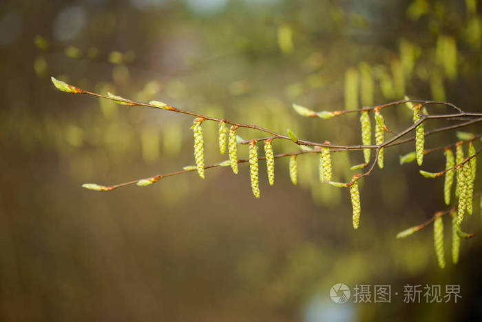 美丽的春天细节特写