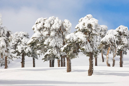 下雪森林风景在冬天时间。纳瓦塞拉达, 马德里, Spai