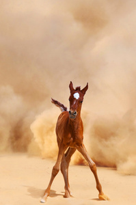 阿拉伯小马驹运行沙漠风暴的威力