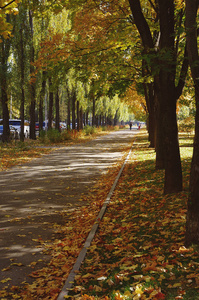 秋天在公园的五颜六色的叶子。秋季自然背景。秋树和树叶