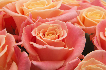 粉红色天然玫瑰背景