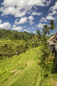 在巴厘岛的稻田上查看