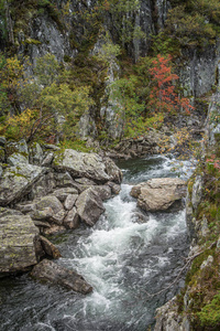 挪威 Folgefonna 国家公园山上的一条美丽的山脉急流。河急流的秋天风景