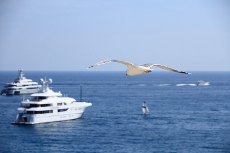 海鸥和捕鱼的船图片