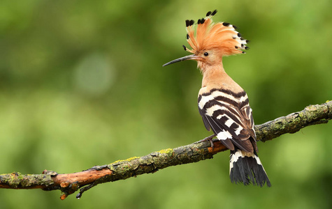 亚欧 Hoopoe 或自然生境中的共同 Hoopoe