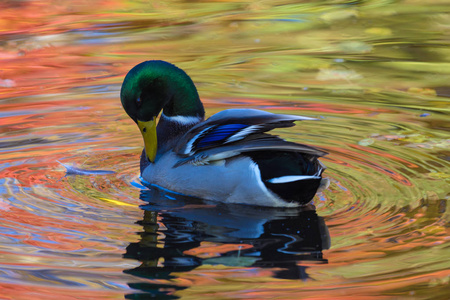 鸭或德雷克在城市湖或英镑清洁羽毛在水中的颜色黄色, 红色和橙色通过喙的手段