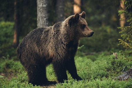 棕熊 休斯 arctos 漫步芬兰针叶林, 无光泽的风格