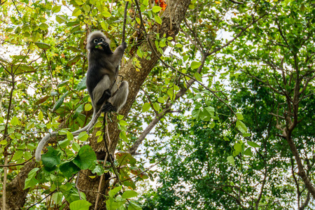 丛林中的野猴, 甲米, 泰国