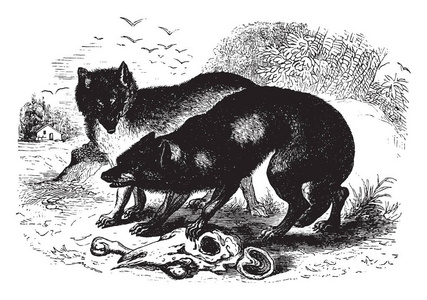 法国狼是黑色的上唇和下巴白色的眼睛斜尾浓密, 复古线画或雕刻插图