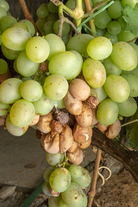 保护葡萄园花园免受疾病的感染照片