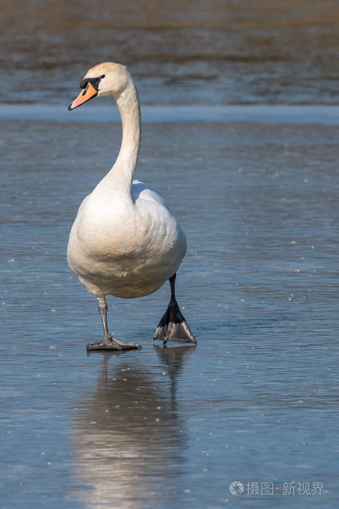 美丽的白鸟踩在蓝色的冰上.从捷克自然野生动物的场景