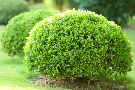 花园里的美丽茂盛灌木丛照片