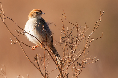 cisticola 坐在乾燥的细树枝上