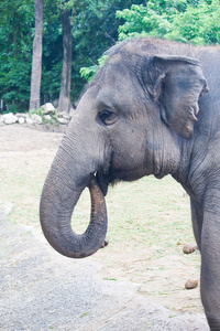 泰国大象关门