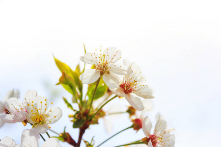 春季花卉背景