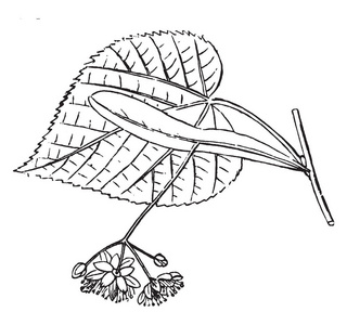 这是美国的椴树花.