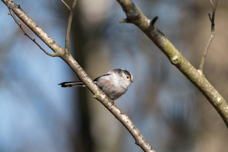 长尾或 bushtit Aegithalos caudatus 栖息在树枝上, 背景模糊。带黄色眼环短喙和长窄尾的小光