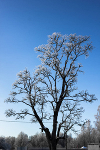孤独的树在冬天的一天, 在它的小雪和一个晴朗的蓝天背景