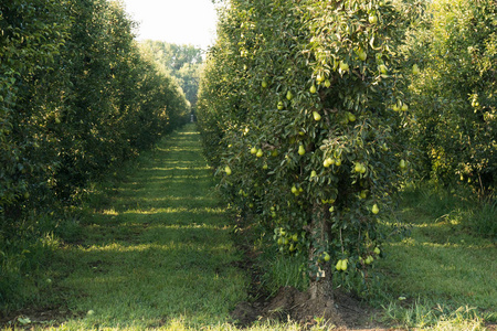 梨农场加利福尼亚的一个农场上, 成熟的梨生长在树上.照片