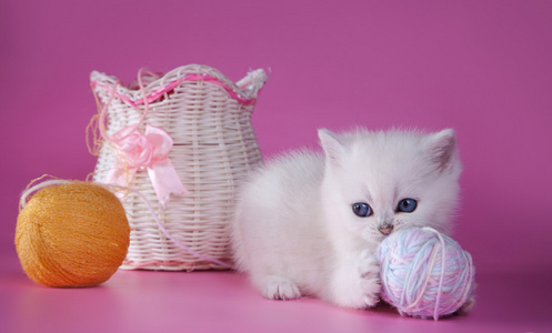 英国小猫在彩色背景上照片
