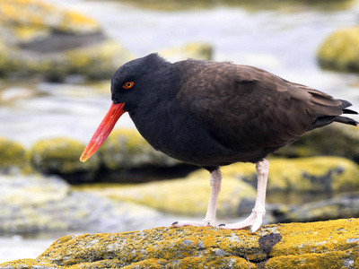 黑色 oistercapher, Haematopus 后是稀有物种, 胴体岛, 福克兰马尔维纳斯