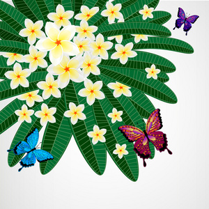 eps10 的花艺设计背景。鸡蛋花和蝴蝶