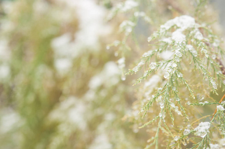 秋天盛开的花朵覆盖着积雪。冰冻的花朵覆盖着霜冻