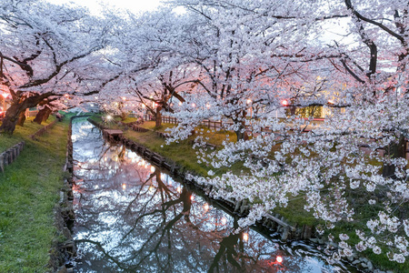 日本春季樱花樱桃花小运河