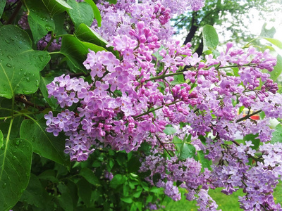 粉红色的丁香花。春天是粉红色的丁香花